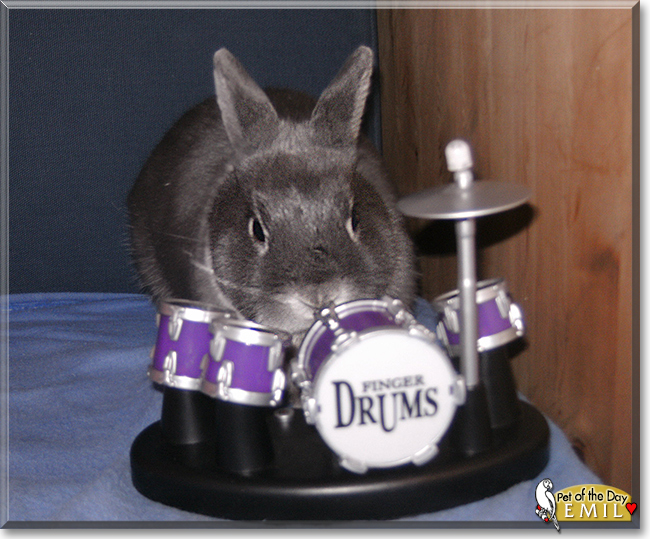 Emil the Netherland Dwarf Rabbit, the Pet of the Day