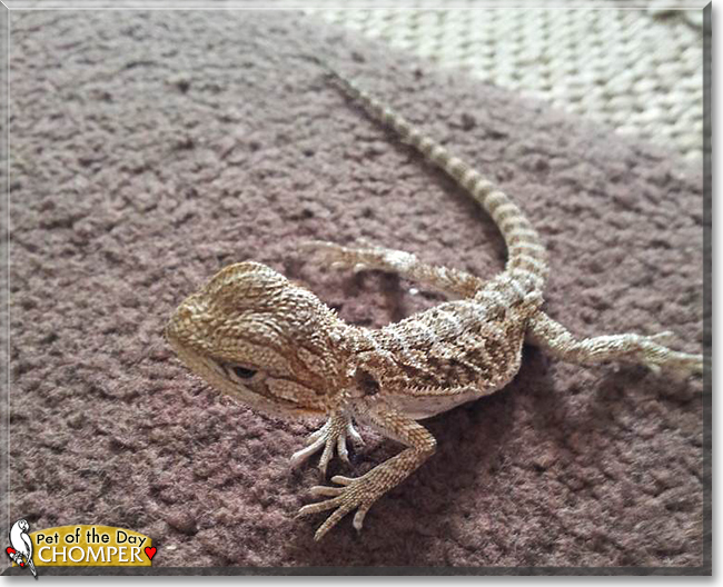 Chomper the Bearded Dragon, the Pet of the Day