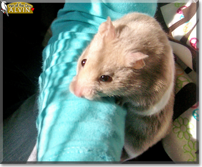 Alvin the Syrian Hamster, the Pet of the Day