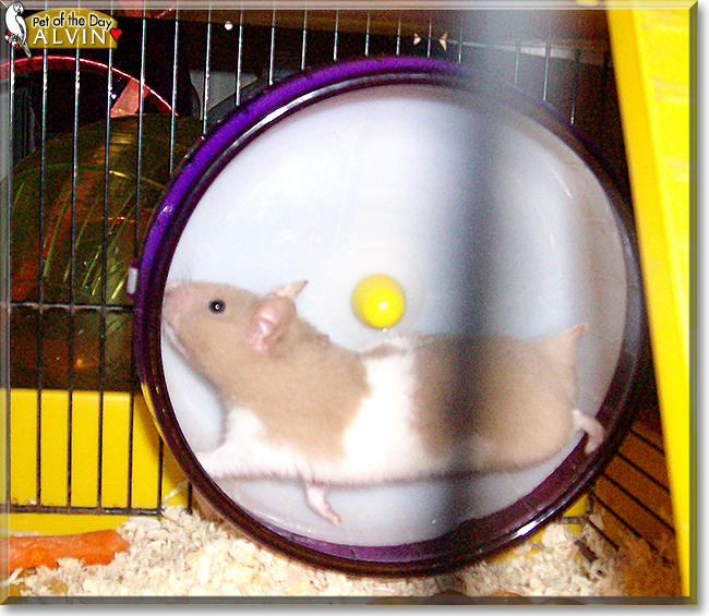 Alvin the Syrian Hamster, the Pet of the Day