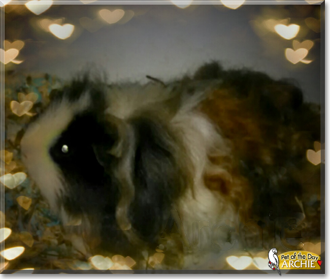 Archie the Long-haired Guinea Pig, the Pet of the Day