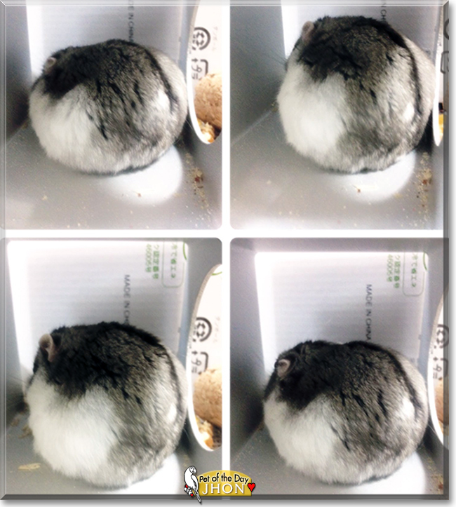 Jhon bon Jovi the Dzungarian Hamster, the Pet of the Day