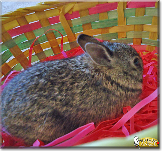 Angel the Rabbit, the Pet of the Day