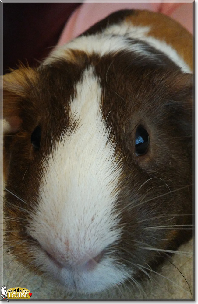 Louise the American Shorthair Guinea Pig, the Pet of the Day