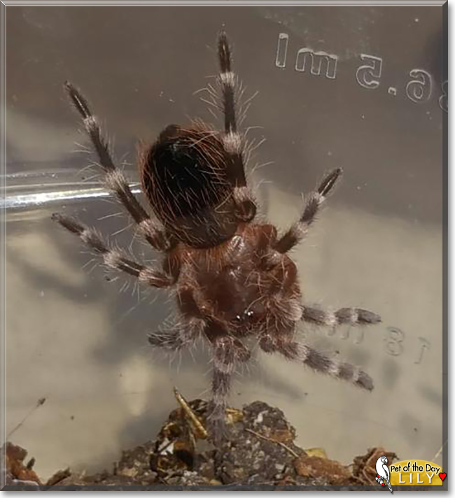 Lily the Brazilian White Knee Tarantula, the Pet of the Day