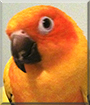Lucia the Sun Conure