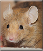 Clover the Mouse