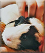 Peep the Guinea Pig
