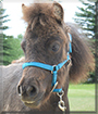 Boots the Miniature Horse Pony