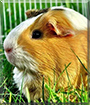 Lilly the Guinea Pig