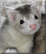 Opal the Domestic Ferret