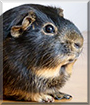 King-Kong the Guinea Pig
