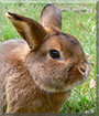 Fritzi the Rabbit