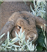 Joda the Lop Rabbit