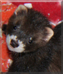 Onyx the Domestic Ferret