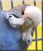 Hato the Budgie