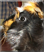 Toni the Guinea Pig