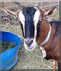 Gretal the Australian Miniature Goat