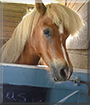 Big Gus the Miniature Horse