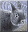 Emil the Netherland Dwarf Rabbit