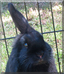 Dobby the Lop mix Rabbit