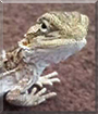 Chomper the Bearded Dragon