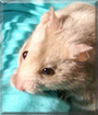 Alvin the Syrian Hamster