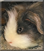 Archie the Long-haired Guinea Pig
