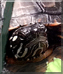 Boris the Turtle
