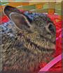 Angel the Rabbit