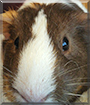 Louise the American Shorthair Guinea Pig