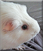 Thelma the American Shorthair Guinea Pig