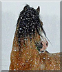 Sunny the Welsh-B Pony