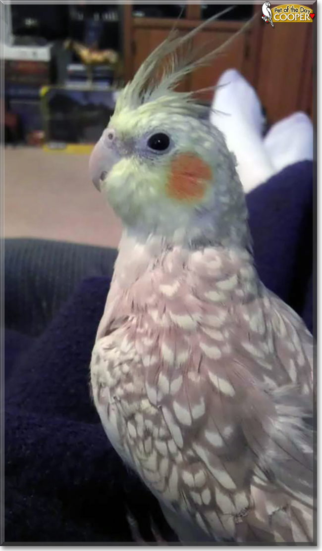 Cooper the Pearl Cockatiel, the Pet of the Day