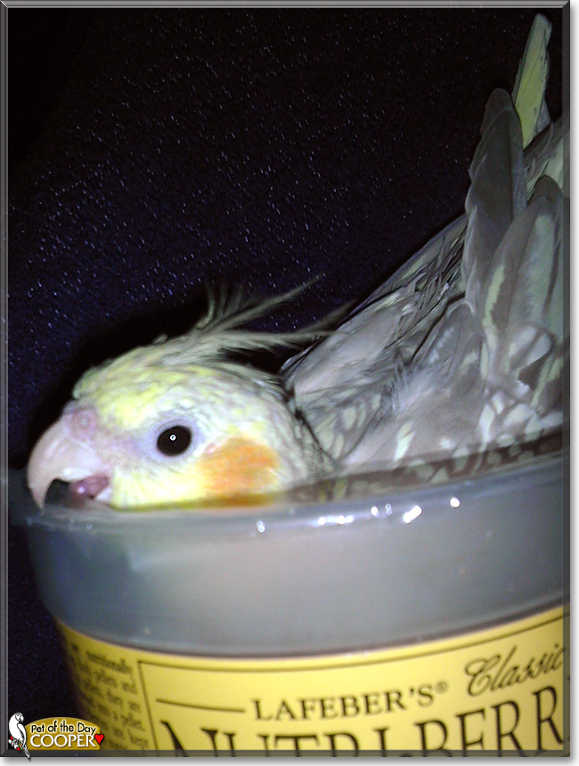 Cooper the Pearl Cockatiel, the Pet of the Day