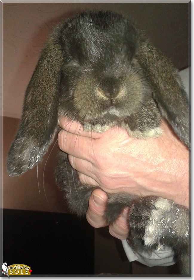 Sole the Mini Lop Rabbit, the Pet of the Day