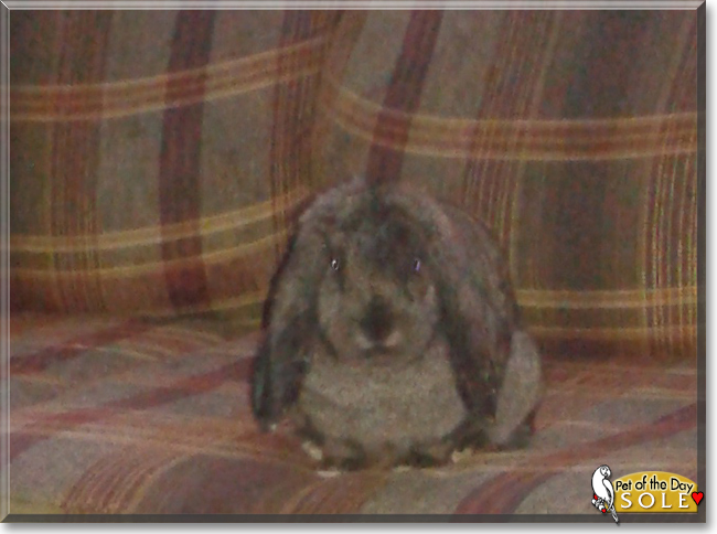 Sole the Mini Lop Rabbit, the Pet of the Day