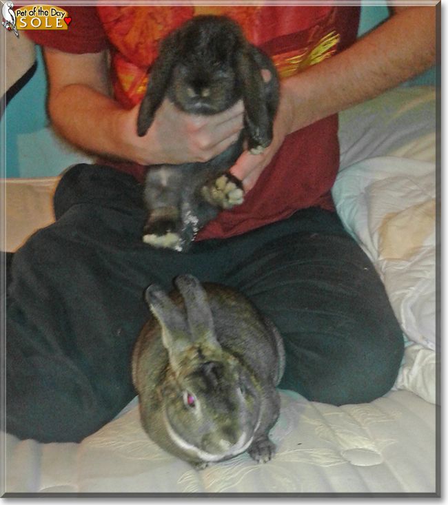 Sole the Mini Lop Rabbit, the Pet of the Day