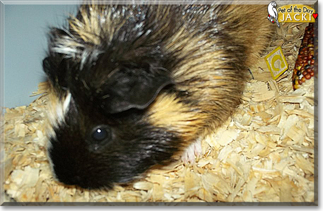 Jacki the American Satin Guinea Pig, the Pet of the Day