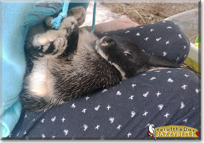 Jazzybelle the Mini Lop/Mini Rex Rabbit, the Pet of the Day