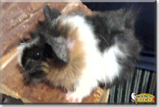Rico the Guinea Pig, the Pet of the Day
