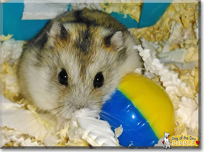 Bibble the Campbell's Dwarf Hamster, the Pet of the Day