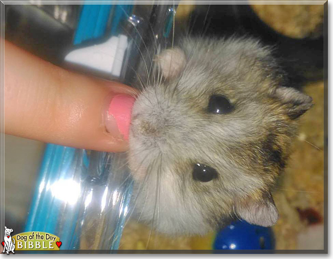 Bibble the Campbell's Dwarf Hamster, the Pet of the Day