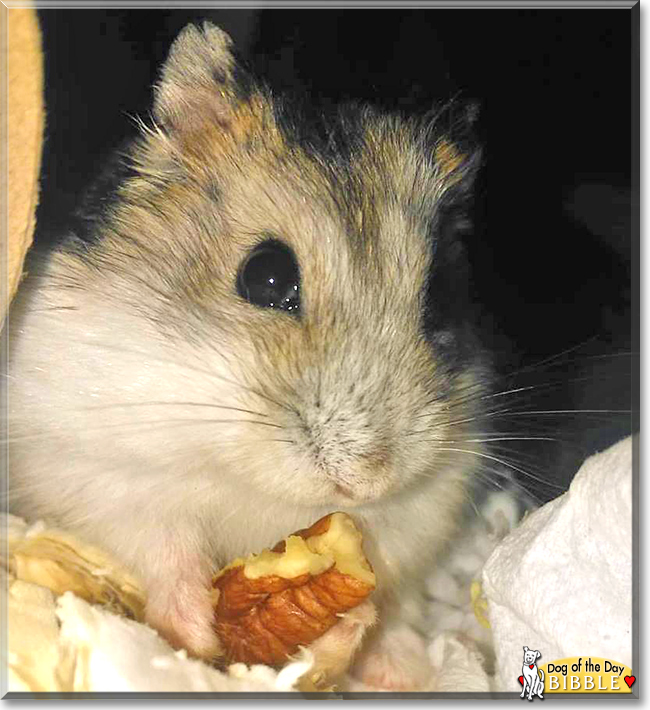 Bibble the Campbell's Dwarf Hamster, the Pet of the Day