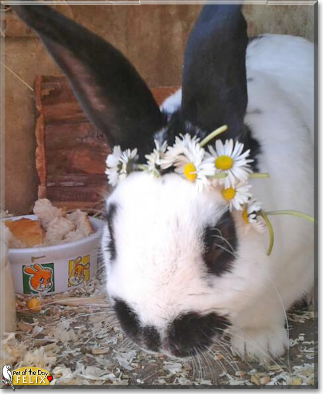 Felix the Rabbit, the Pet of the Day