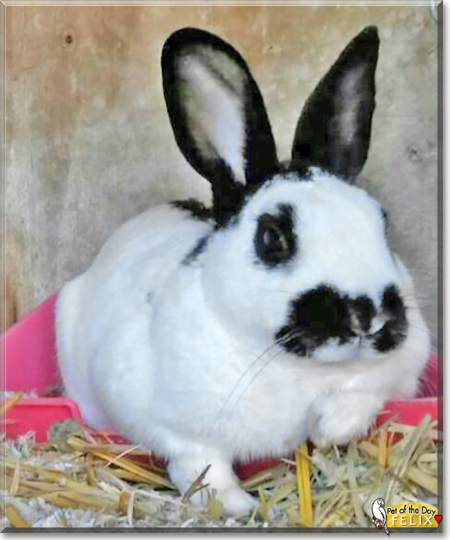Felix the Rabbit, the Pet of the Day
