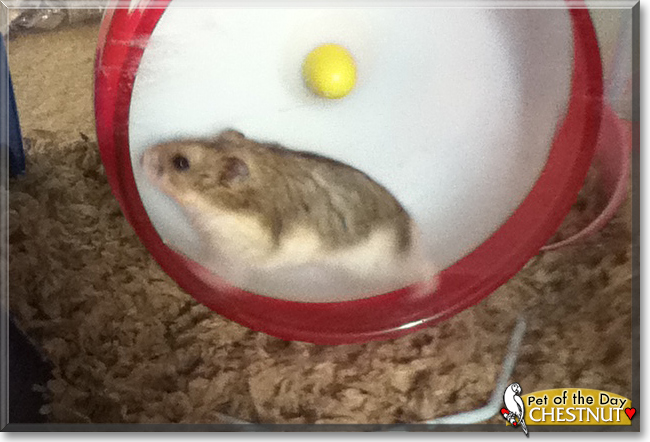 Chestnut the Dwarf Hamster, the Pet of the Day