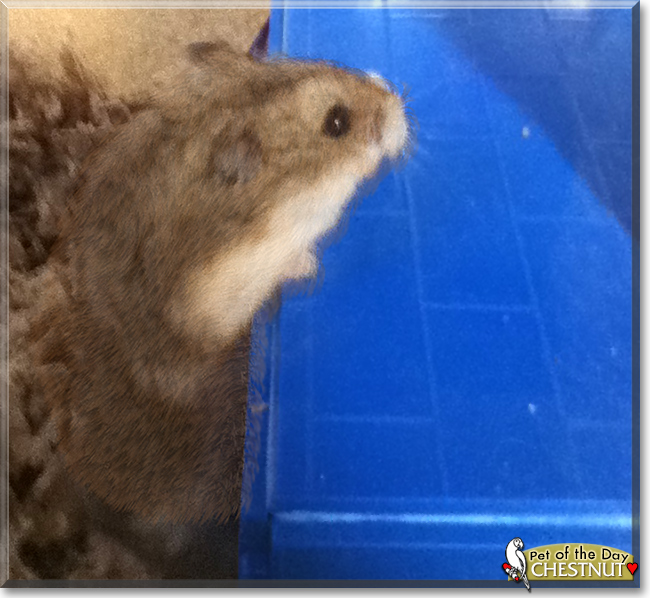 Chestnut the Dwarf Hamster, the Pet of the Day