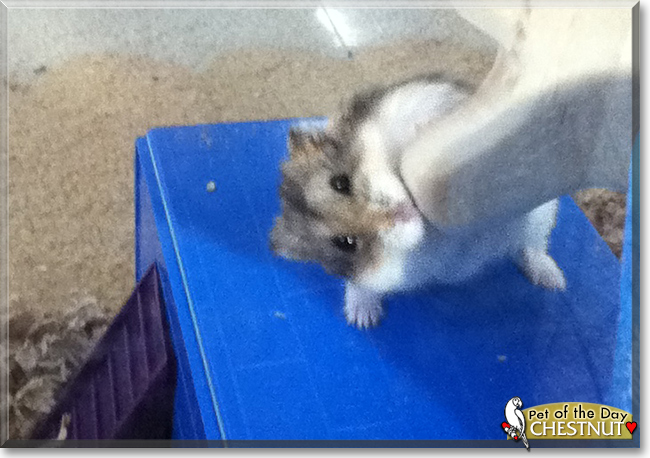 Chestnut the Dwarf Hamster, the Pet of the Day