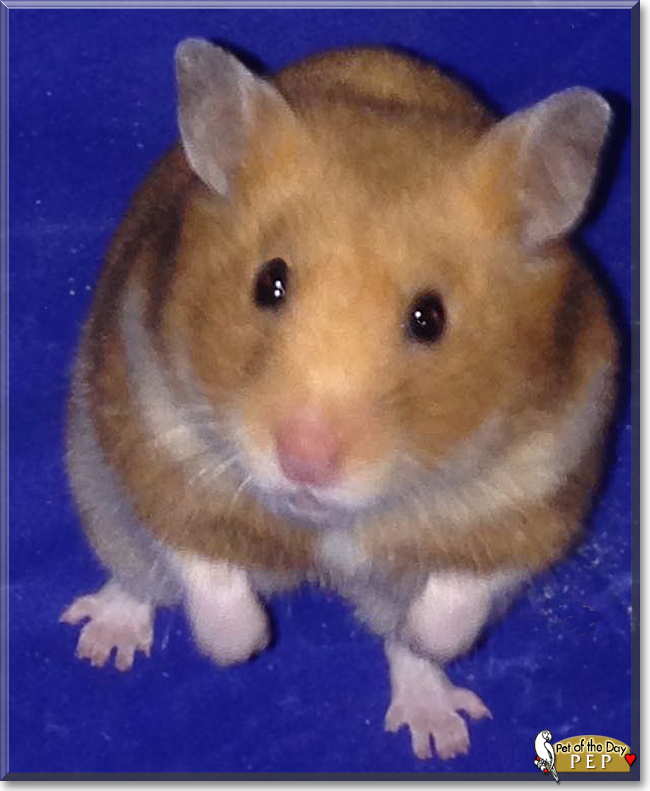 Pep the Syrian Hamster, the Pet of the Day